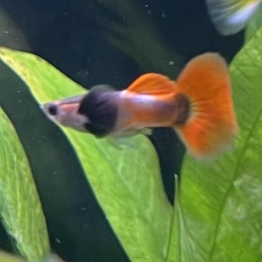 the-fish-farm Guppy Violet Red Guppy - Male 3-4cm Buy Violet Red Guppy - Male from The Fish Farm Australia