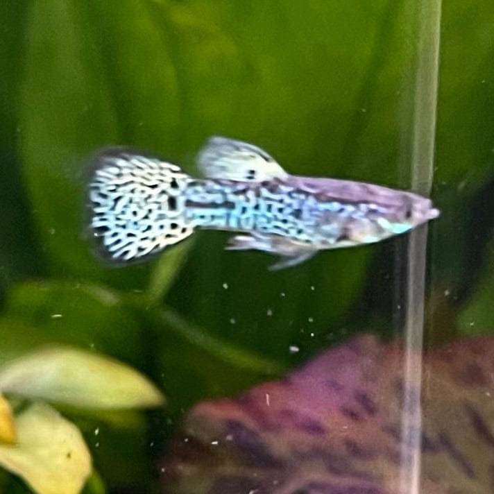 the-fish-farm Guppy Yellow Tiger King Cobra Guppy - Male 3-4cm Buy Male Yellow Tiger King Cobra Guppy from The Fish Farm Australia