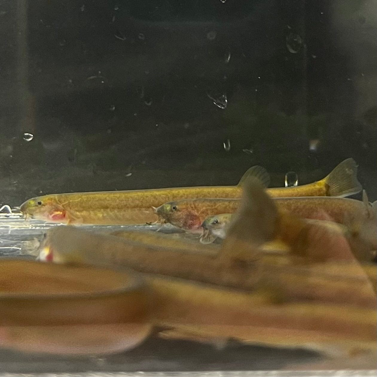 the-fish-farm Loach Black Kuhli Loach Black Kuhli Loach - The Fish Farm