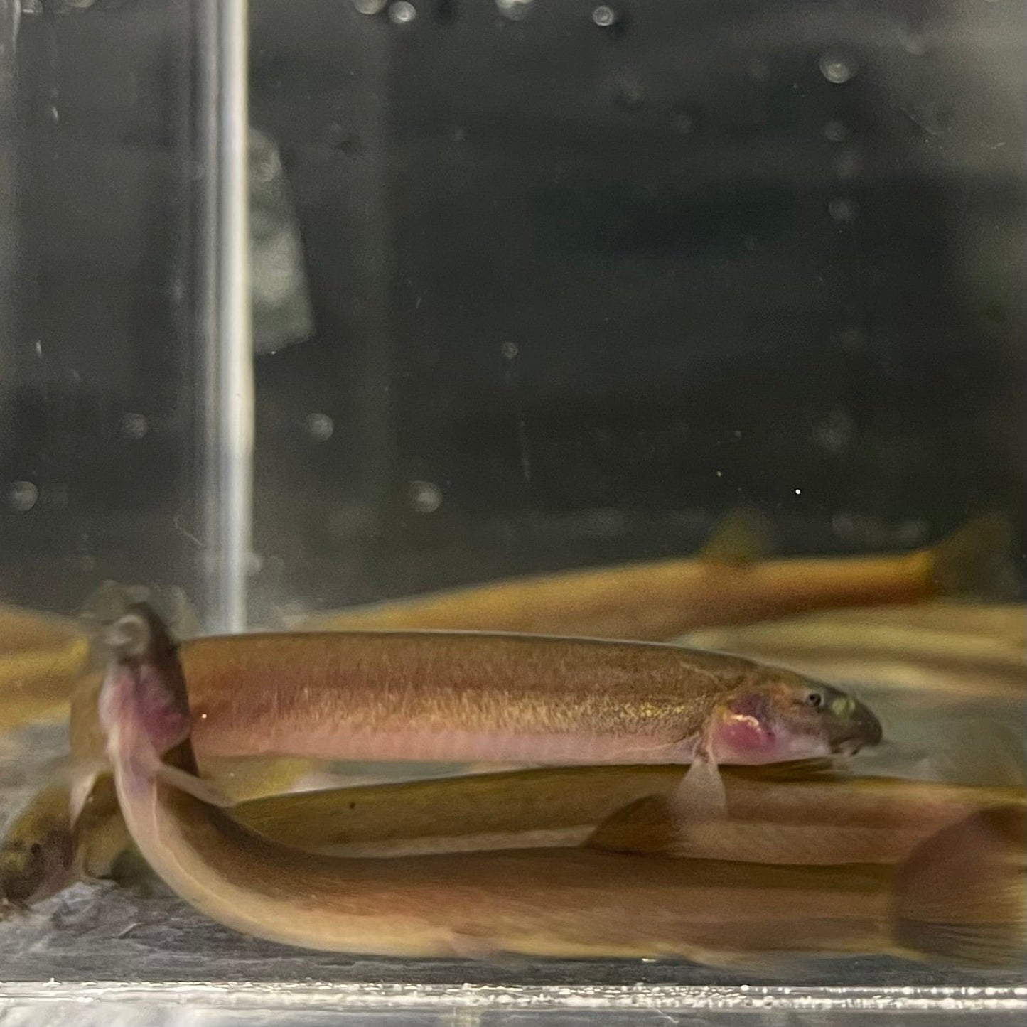 the-fish-farm Loach Black Kuhli Loach Black Kuhli Loach - The Fish Farm