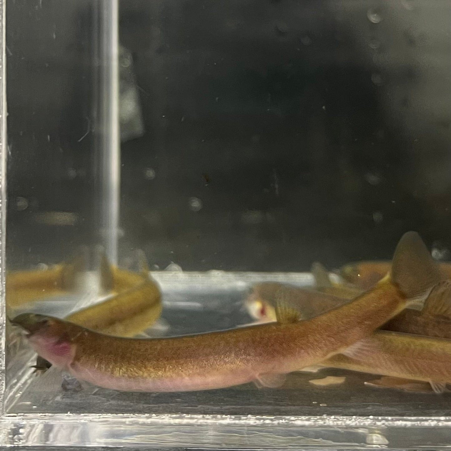 the-fish-farm Loach Black Kuhli Loach Black Kuhli Loach - The Fish Farm