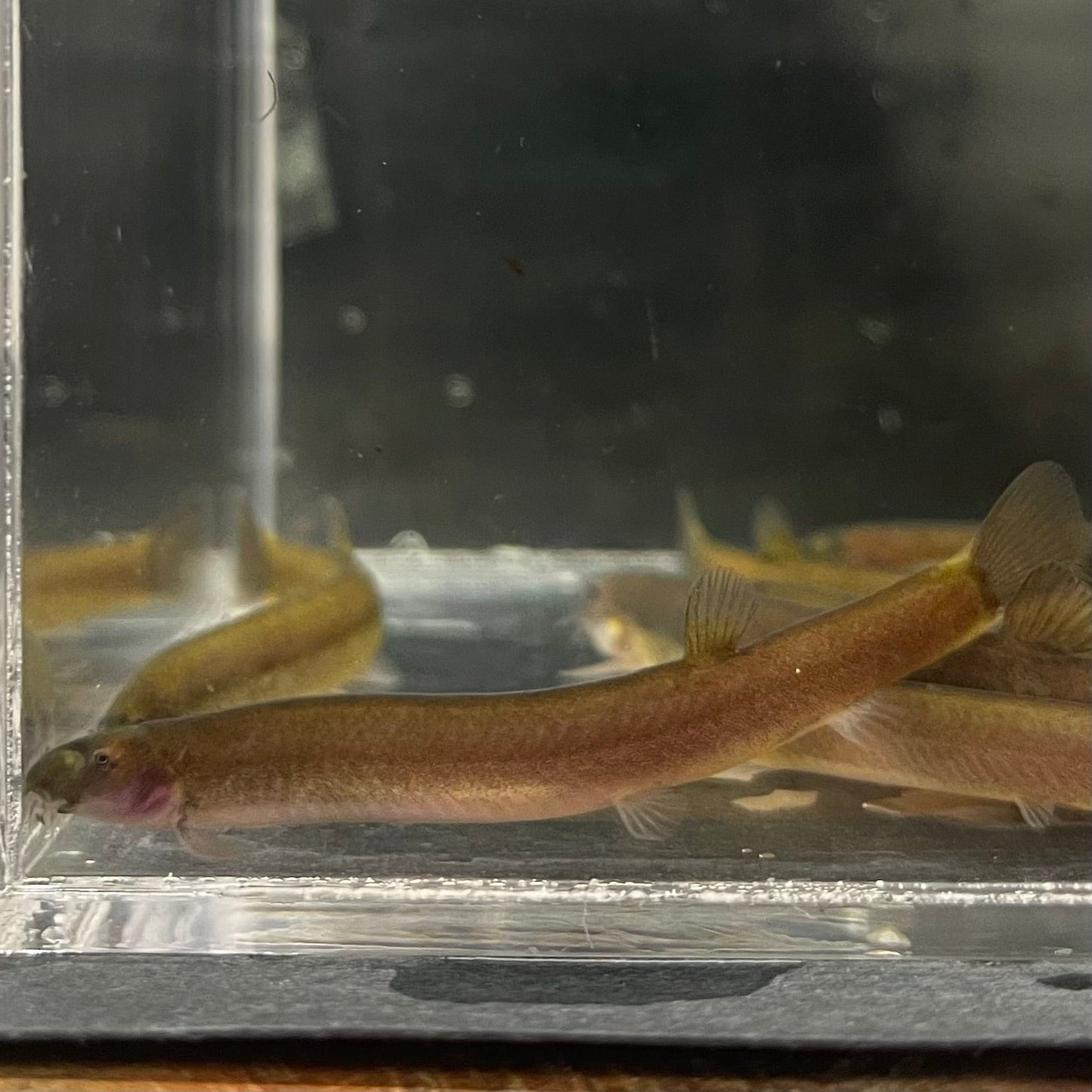 the-fish-farm Loach Black Kuhli Loach Black Kuhli Loach - The Fish Farm