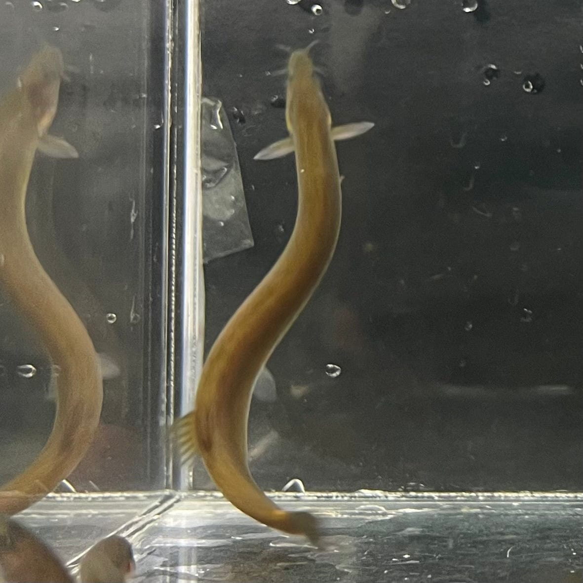 the-fish-farm Loach Black Kuhli Loach Black Kuhli Loach - The Fish Farm