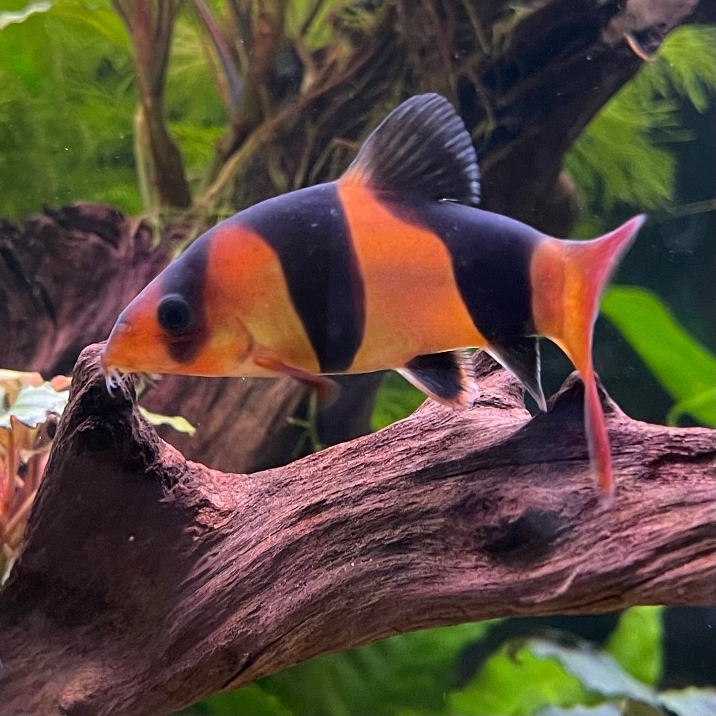 the-fish-farm Loach Clown Loach Clown Loach - The Fish Farm