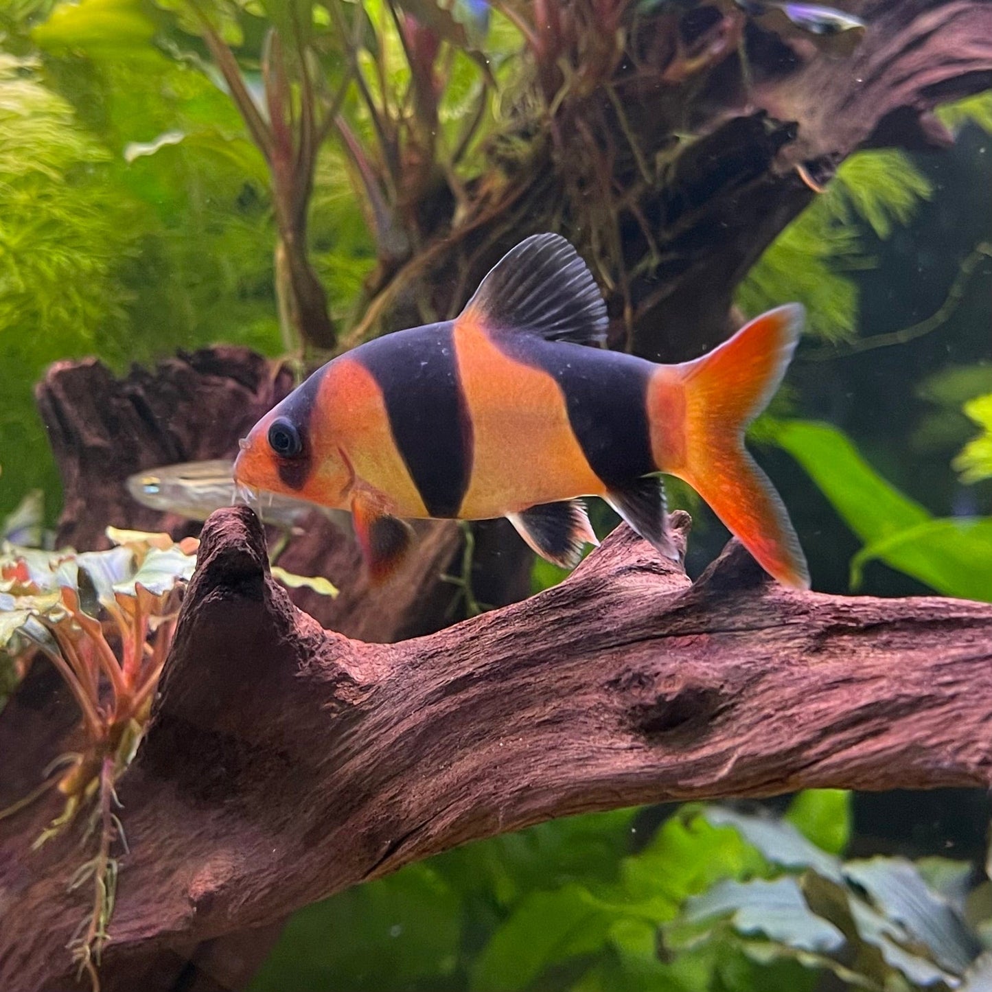 the-fish-farm Loach Clown Loach Clown Loach - The Fish Farm