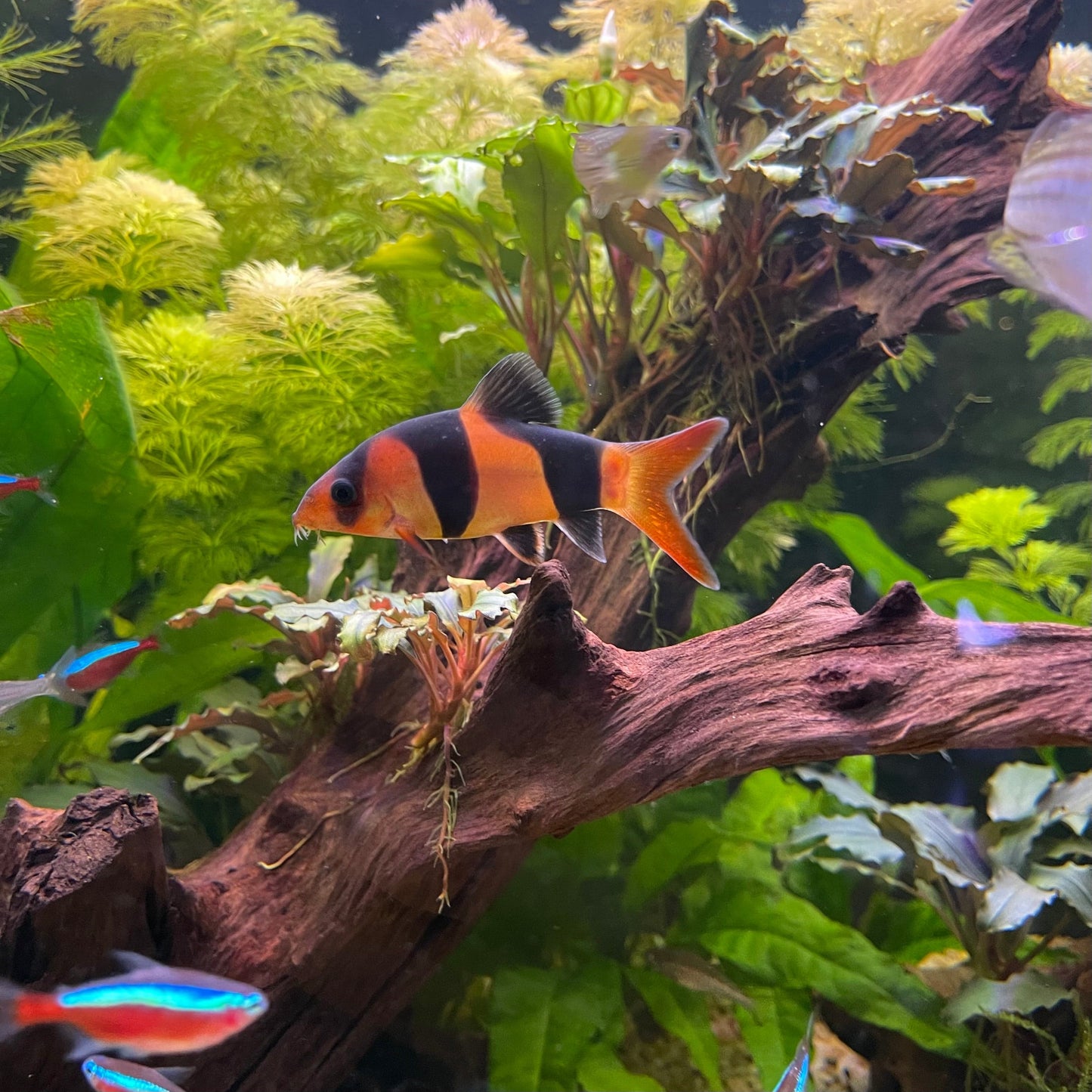 the-fish-farm Loach Clown Loach Clown Loach - The Fish Farm