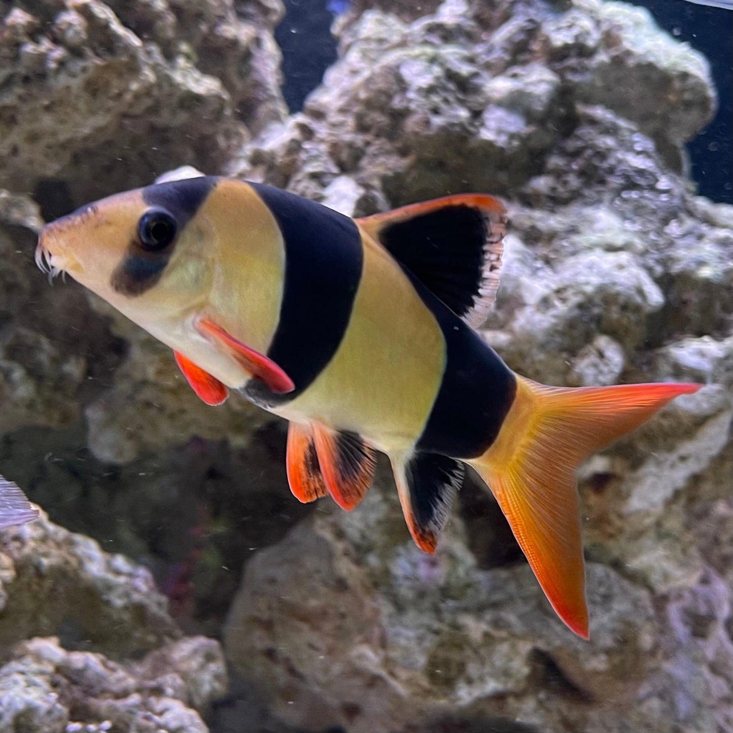 the-fish-farm Loach Clown Loach Clown Loach - The Fish Farm