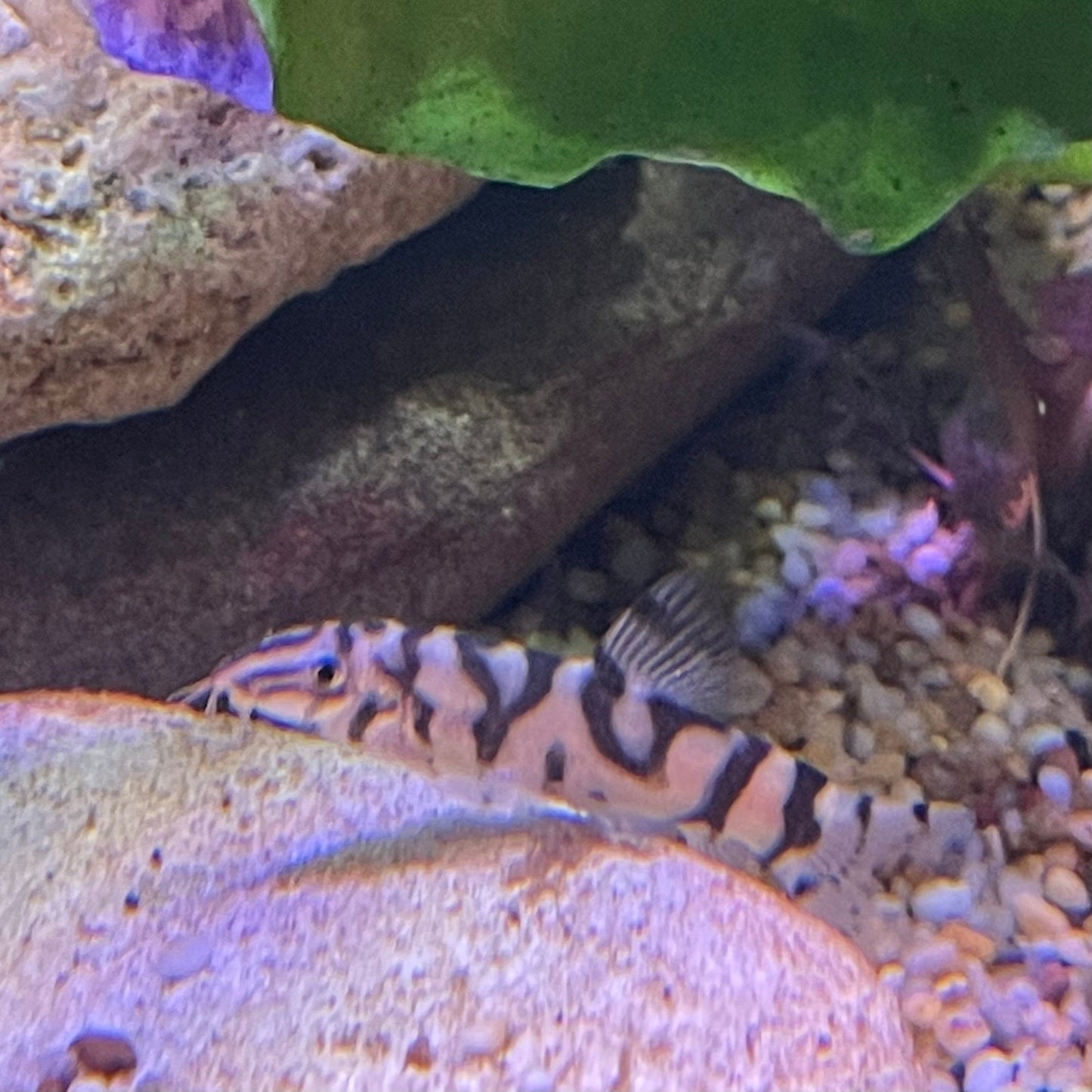 the-fish-farm Loach Pakistani Loach Pakistani Loach - The Fish Farm