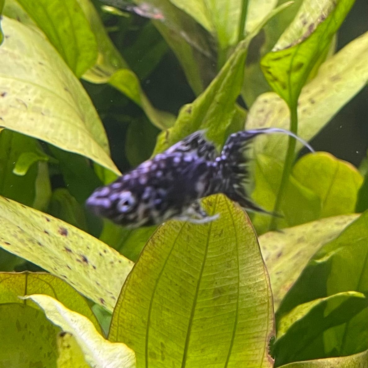the-fish-farm Lyretail Molly Lyretail Molly - Marble Buy Lyretail Mollies from The Fish Farm Australia