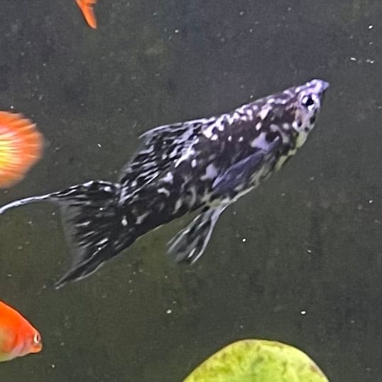 the-fish-farm Lyretail Molly Lyretail Molly - Marble Buy Lyretail Mollies from The Fish Farm Australia