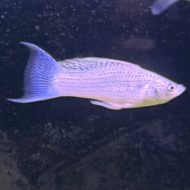 the-fish-farm Lyretail Molly Lyretail Molly - Silver Buy Lyretail Mollies from The Fish Farm Australia