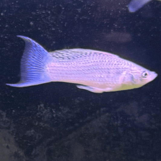 the-fish-farm Lyretail Molly Lyretail Molly - Silver Buy Lyretail Mollies from The Fish Farm Australia