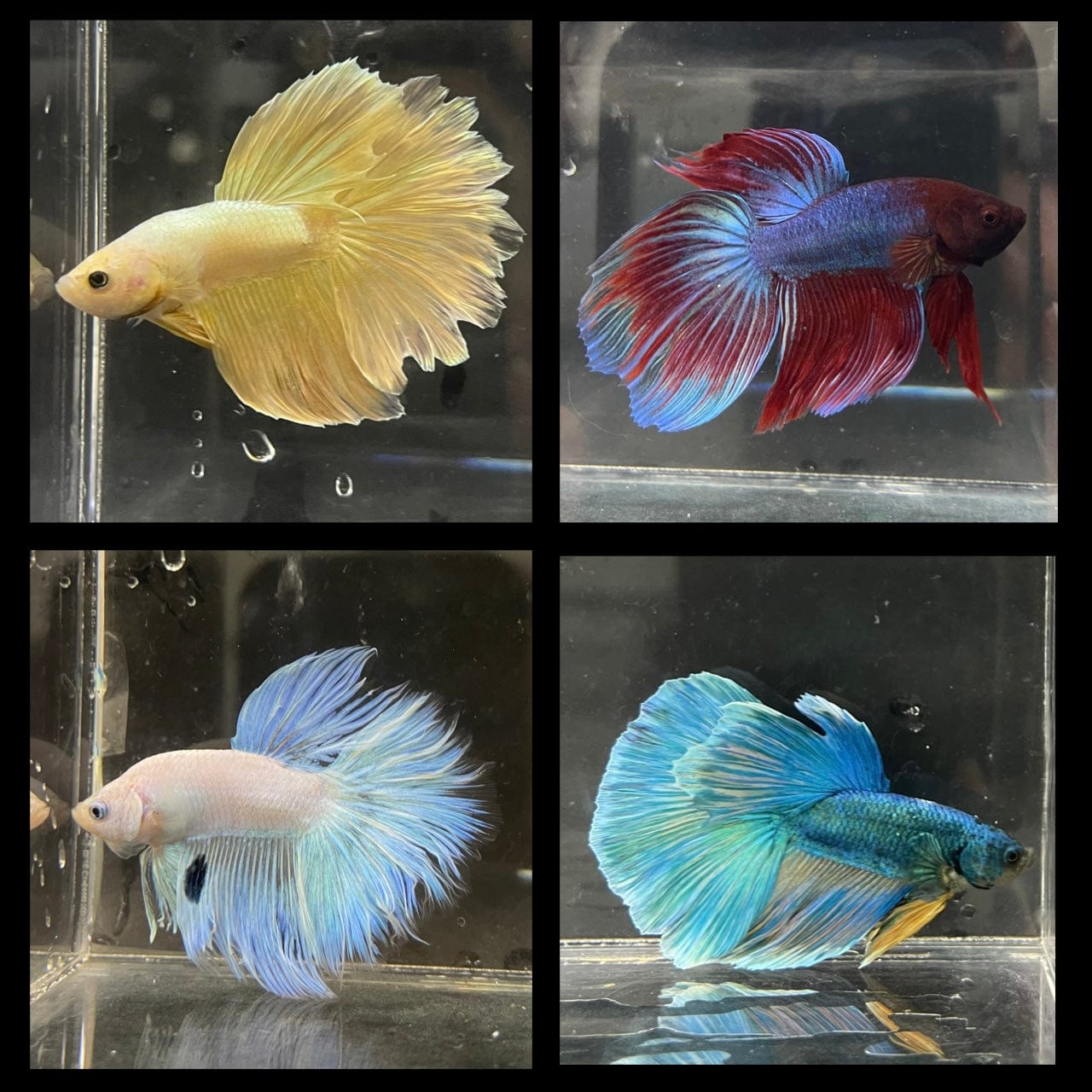 Male Betta Betta Fish Can Live With A Goldfish Male Betta Assorted