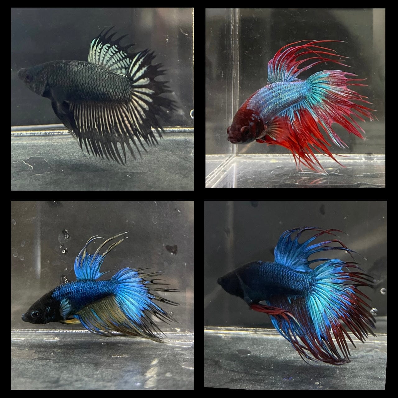 Assorted Colour Male Crowntail Betta (Fighter Fish) The Fish Farm