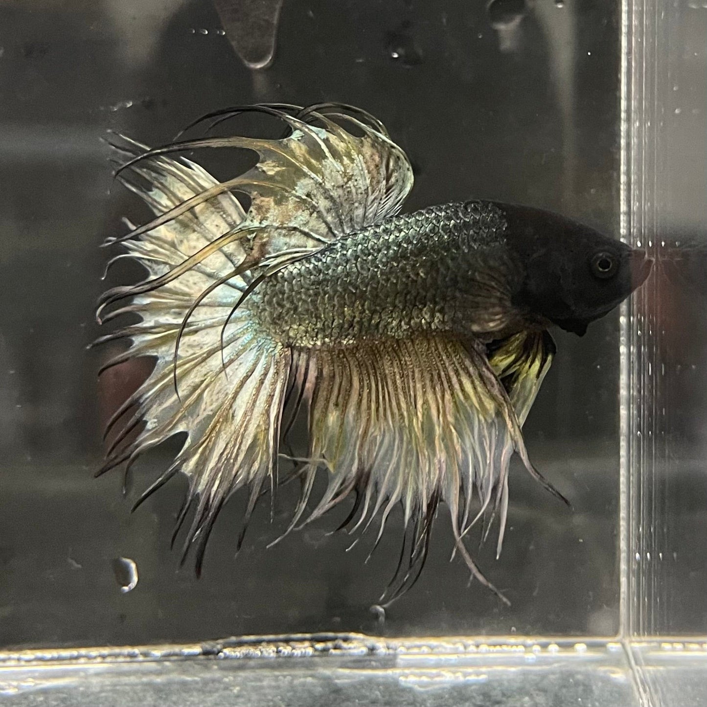 the-fish-farm Male Betta Crowntail Betta - Male Assorted Colour 5-6cm Assorted Colour Male Crowntail Betta (Fighter Fish) - The Fish Farm