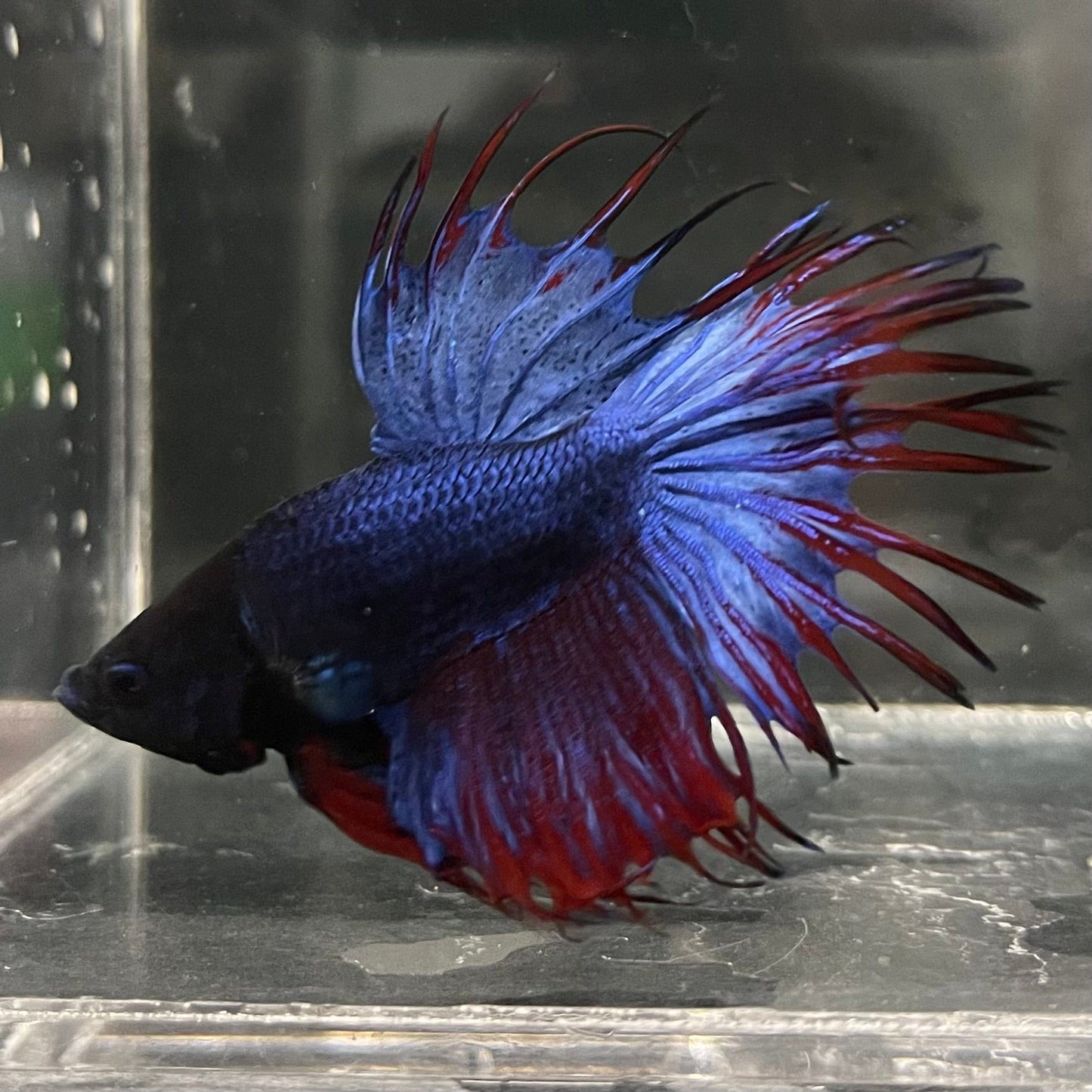 the-fish-farm Male Betta Crowntail Betta - Male Assorted Colour 5-6cm Assorted Colour Male Crowntail Betta (Fighter Fish) - The Fish Farm