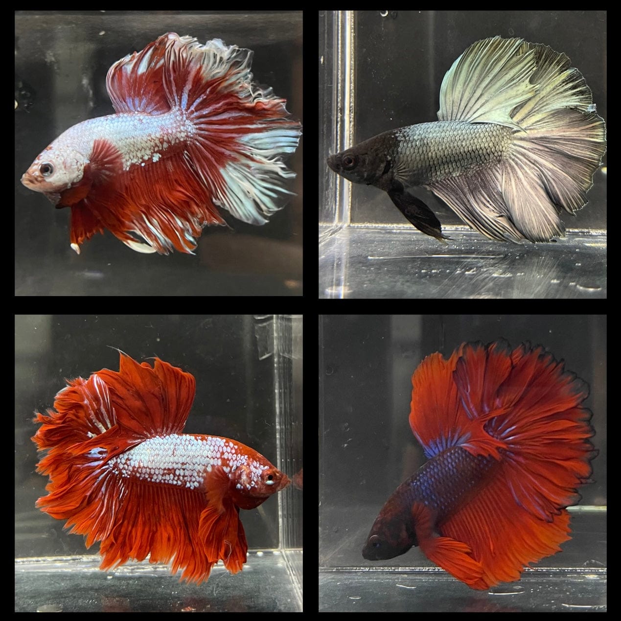 the-fish-farm Male Betta Dragon Veil Tail Betta - Male Assorted Colour 5-6cm Dragon Veil Tail Betta - The Fish Farm - Australia