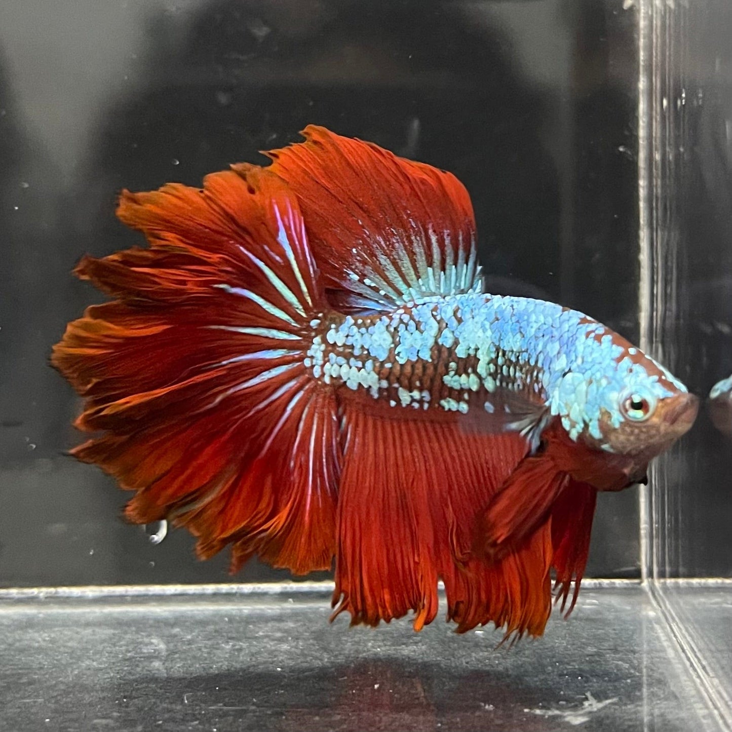 the-fish-farm Male Betta Dragon Veil Tail Betta - Male Assorted Colour 5-6cm Dragon Veil Tail Betta - The Fish Farm - Australia