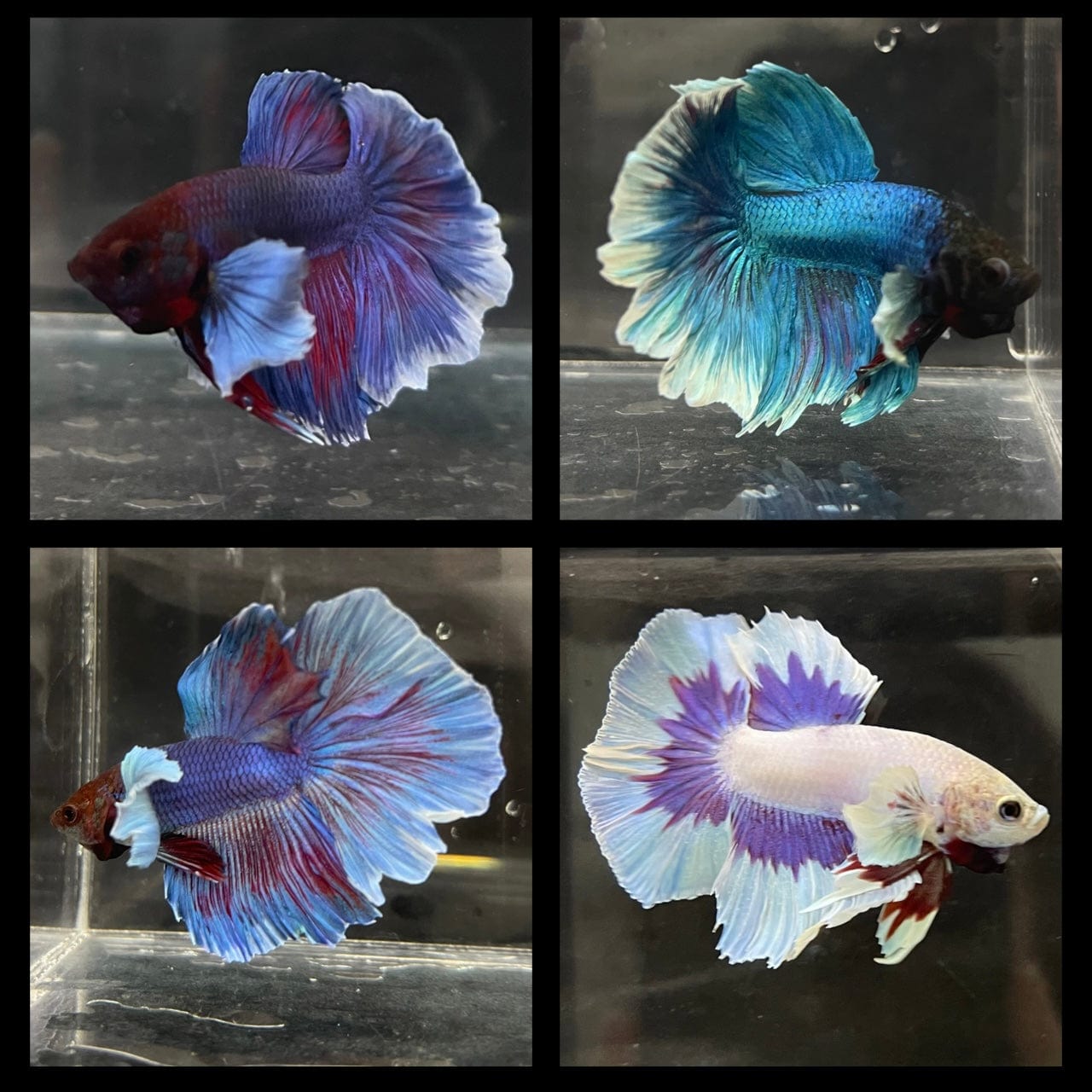 the-fish-farm Male Betta Dumbo Halfmoon Betta - Male Assorted Colour 5-6cm Dumbo Halfmoon Betta 6cm- The Fish Farm