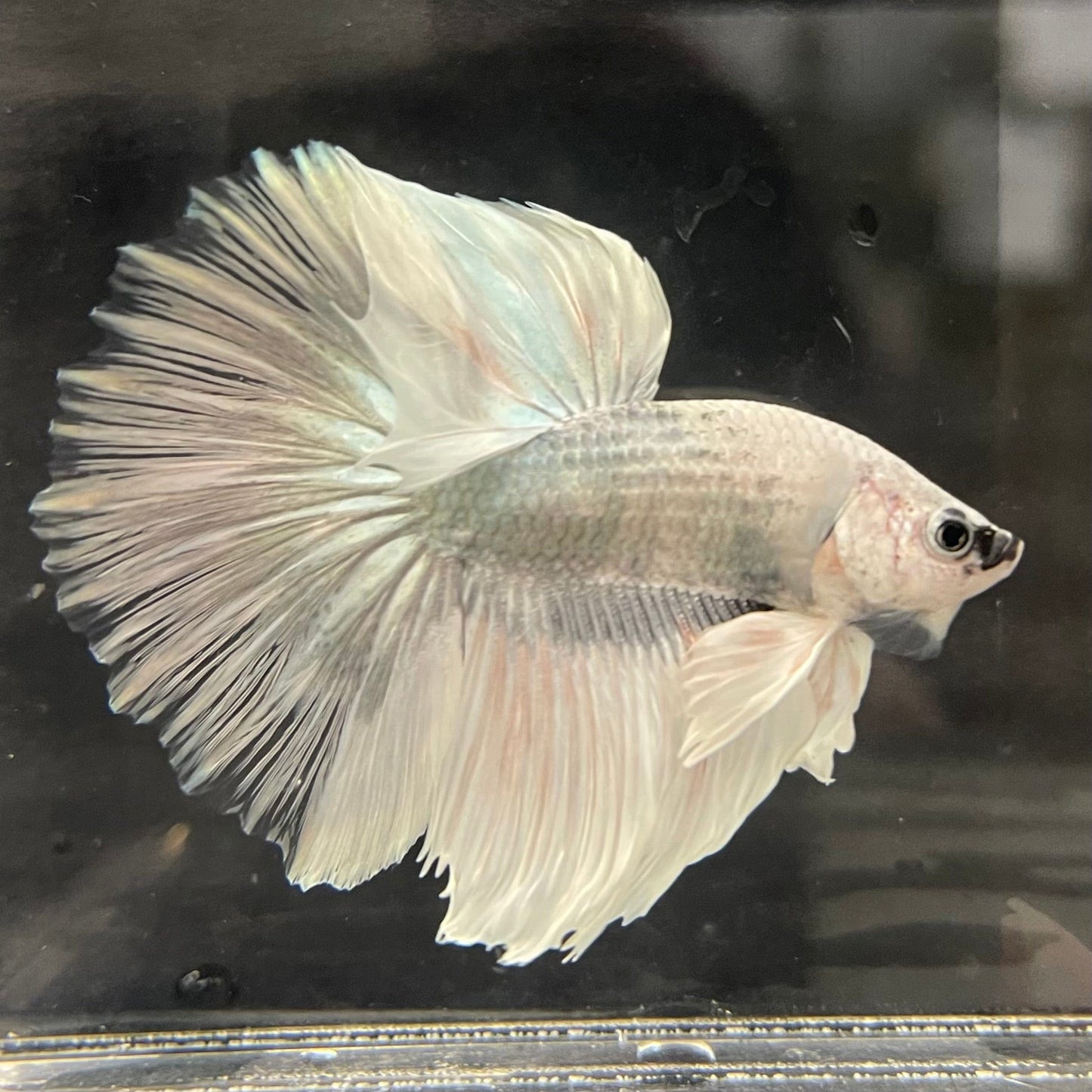 the-fish-farm Male Betta Dumbo Halfmoon Betta - Male Assorted Colour 5-6cm Dumbo Halfmoon Betta 6cm- The Fish Farm