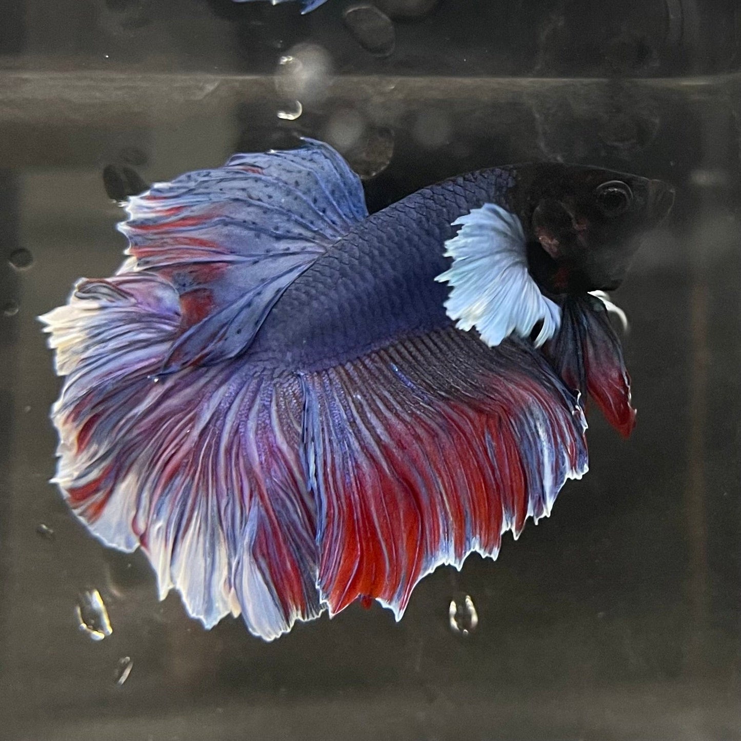 the-fish-farm Male Betta Dumbo Halfmoon Betta - Male Assorted Colour 5-6cm Dumbo Halfmoon Betta 6cm- The Fish Farm