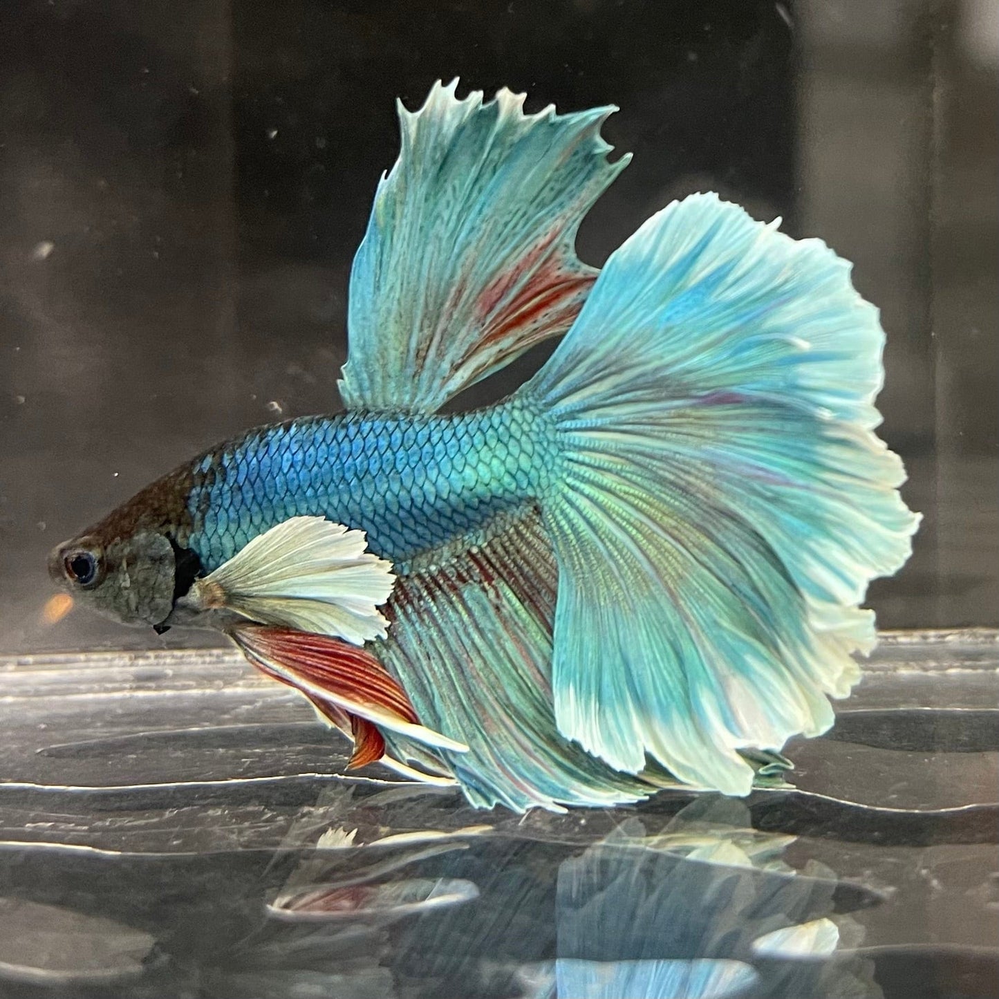 the-fish-farm Male Betta Dumbo Halfmoon Betta - Male Assorted Colour 5-6cm Dumbo Halfmoon Betta 6cm- The Fish Farm