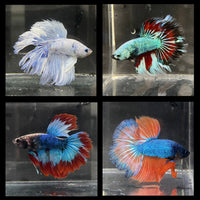 the-fish-farm Male Betta Halfmoon Betta - Male Assorted 5-6cm Assorted Half Moon Male Betta 6cm - The Fish Farm