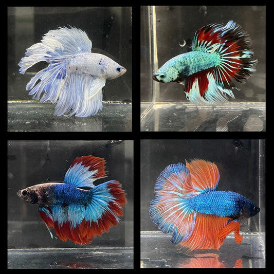 the-fish-farm Male Betta Halfmoon Betta - Male Assorted 5-6cm Assorted Half Moon Male Betta 6cm - The Fish Farm