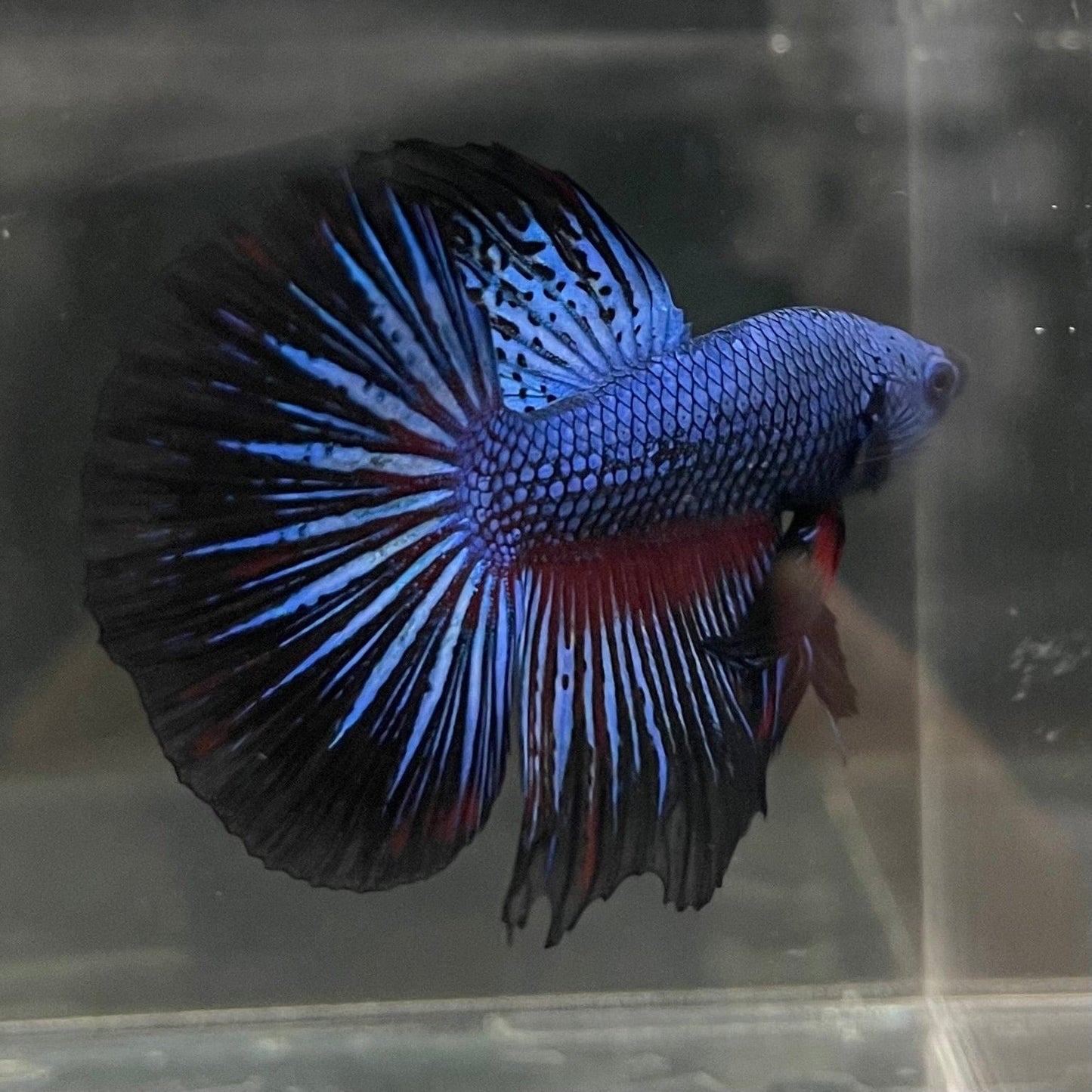 the-fish-farm Male Betta Male Betta - One Only - 1 Choose your favourite Male Betta from The Fish Farm Australia