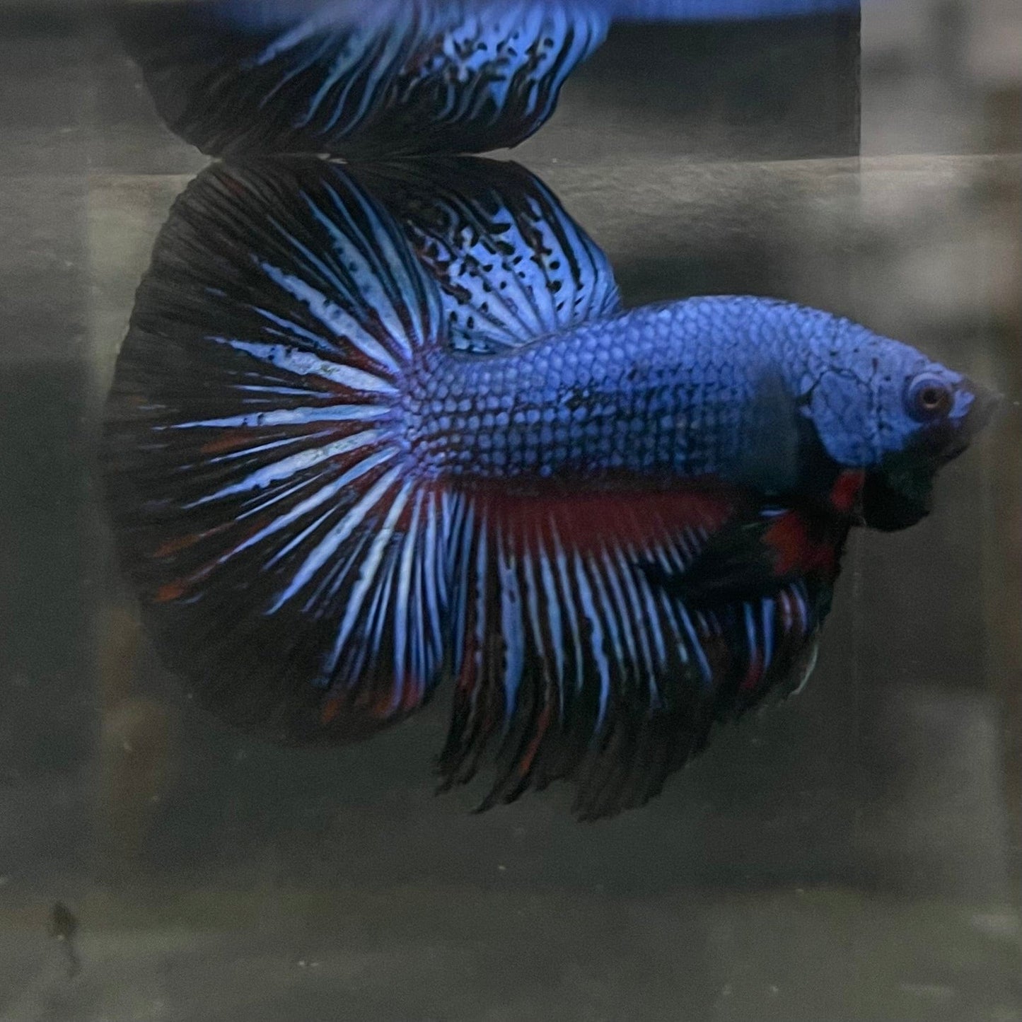 the-fish-farm Male Betta Male Betta - One Only - 1 Choose your favourite Male Betta from The Fish Farm Australia