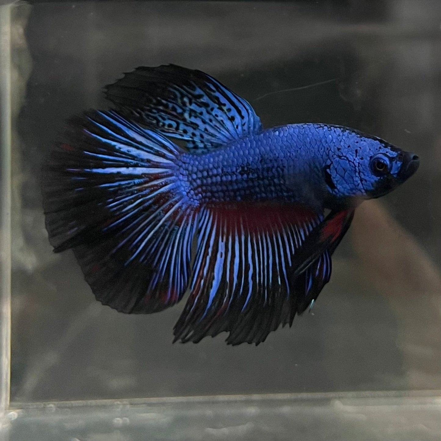 the-fish-farm Male Betta Male Betta - One Only - 1 Choose your favourite Male Betta from The Fish Farm Australia