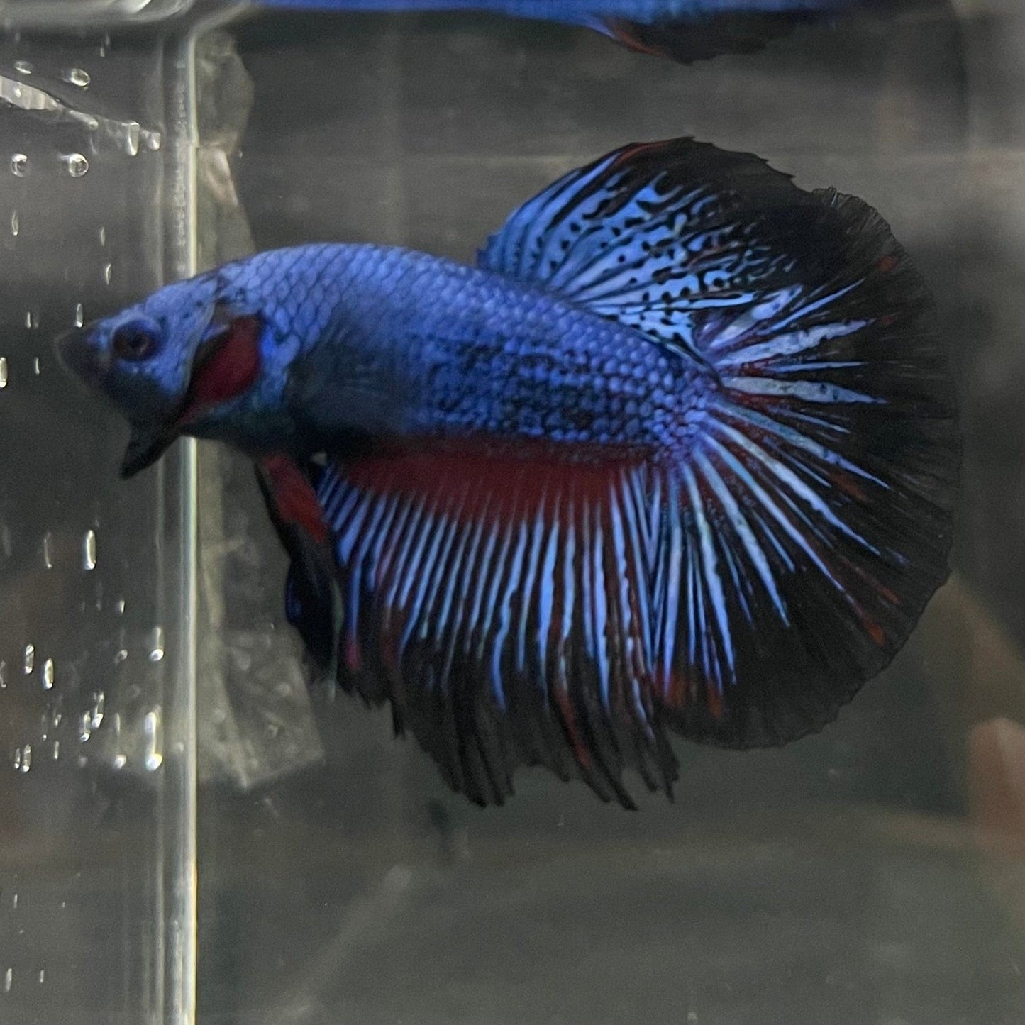 the-fish-farm Male Betta Male Betta - One Only - 1 Choose your favourite Male Betta from The Fish Farm Australia
