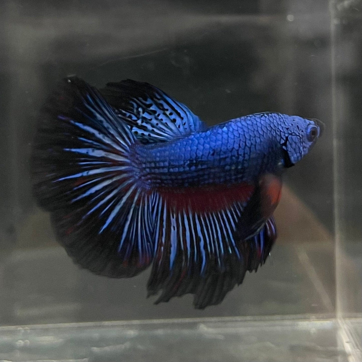 the-fish-farm Male Betta Male Betta - One Only - 1 Choose your favourite Male Betta from The Fish Farm Australia