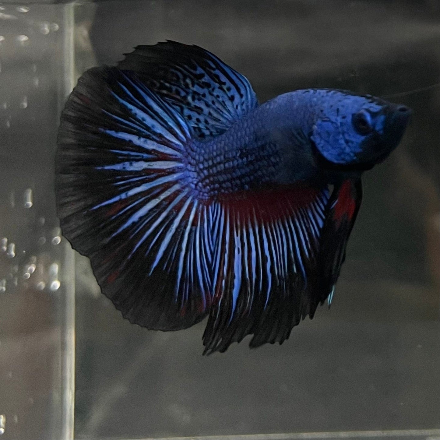 the-fish-farm Male Betta Male Betta - One Only - 1 Choose your favourite Male Betta from The Fish Farm Australia