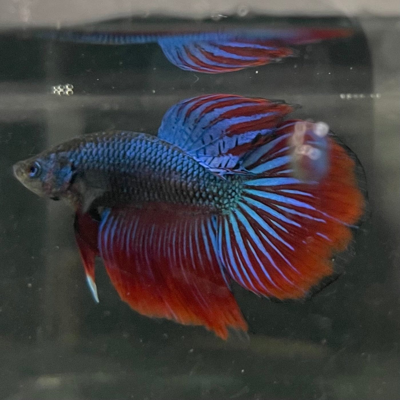 the-fish-farm Male Betta Male Betta - One Only - 1 Choose your favourite Male Betta from The Fish Farm Australia