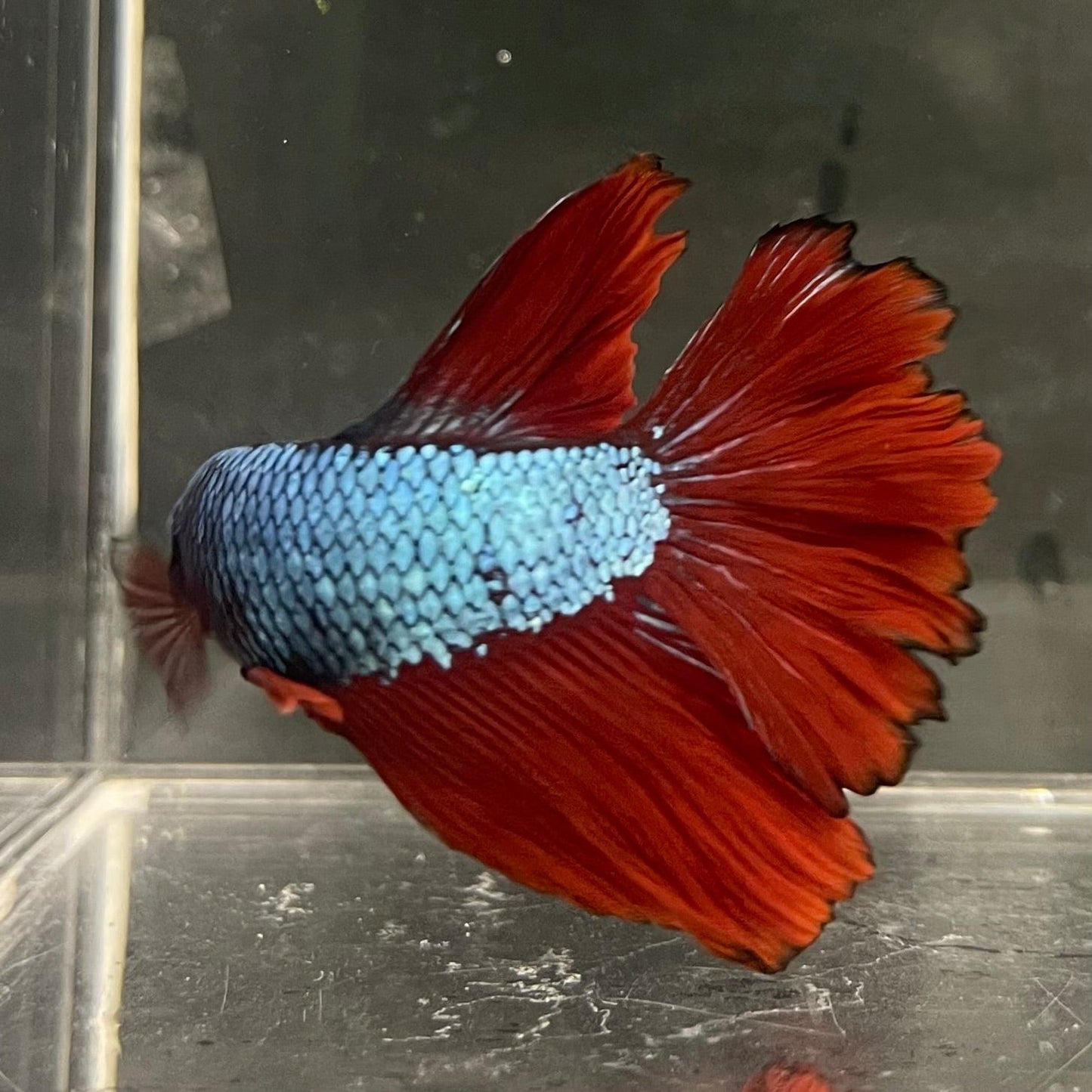 the-fish-farm Male Betta Male Betta - One Only - 1 Choose your favourite Male Betta from The Fish Farm Australia