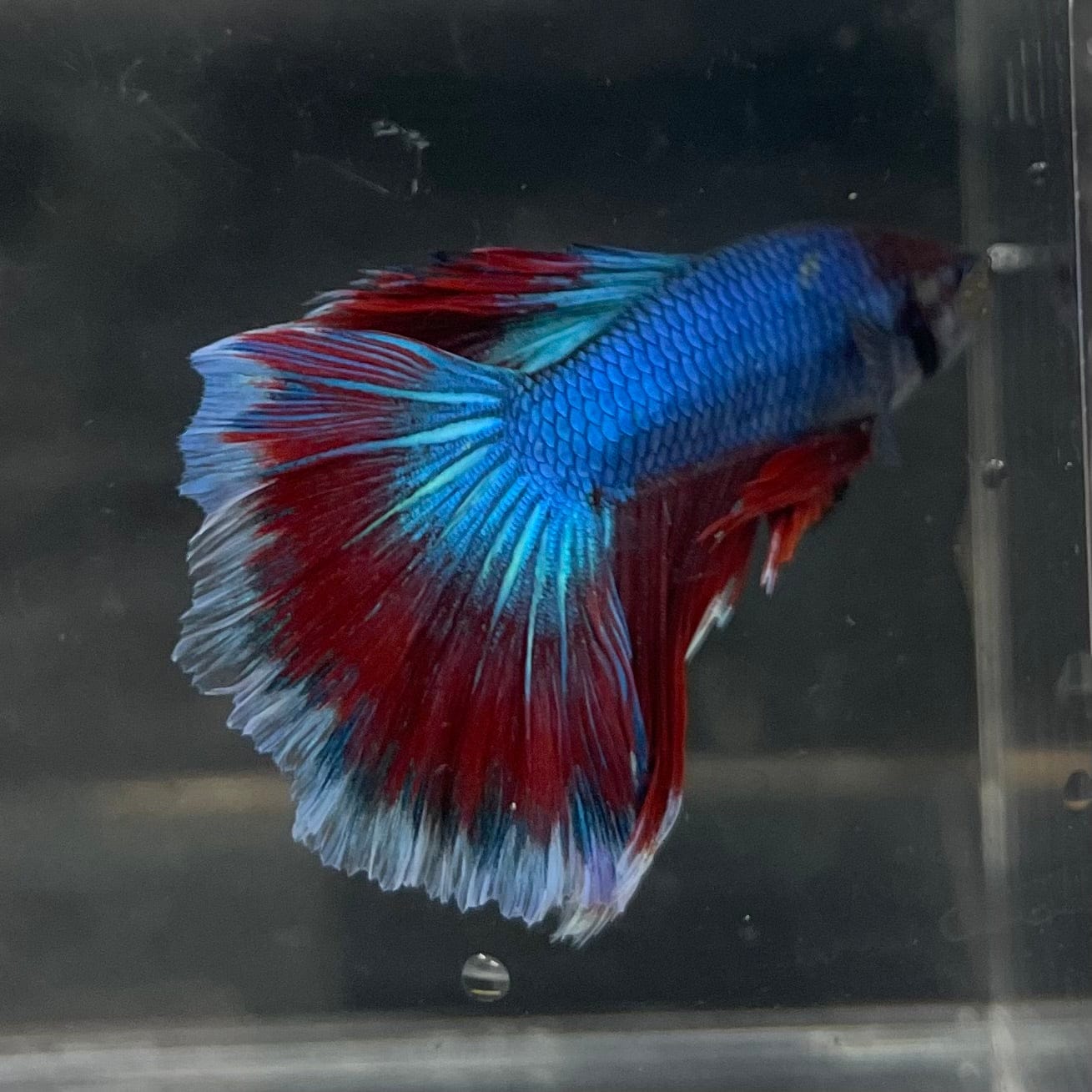the-fish-farm Male Betta Male Betta - One Only - 1 Choose your favourite Male Betta from The Fish Farm Australia