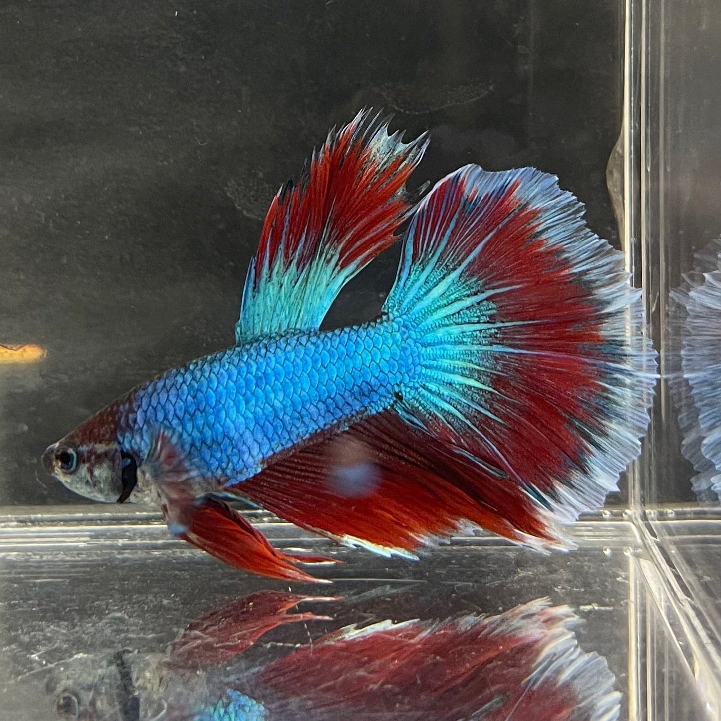 the-fish-farm Male Betta Male Betta - One Only - 1 Choose your favourite Male Betta from The Fish Farm Australia