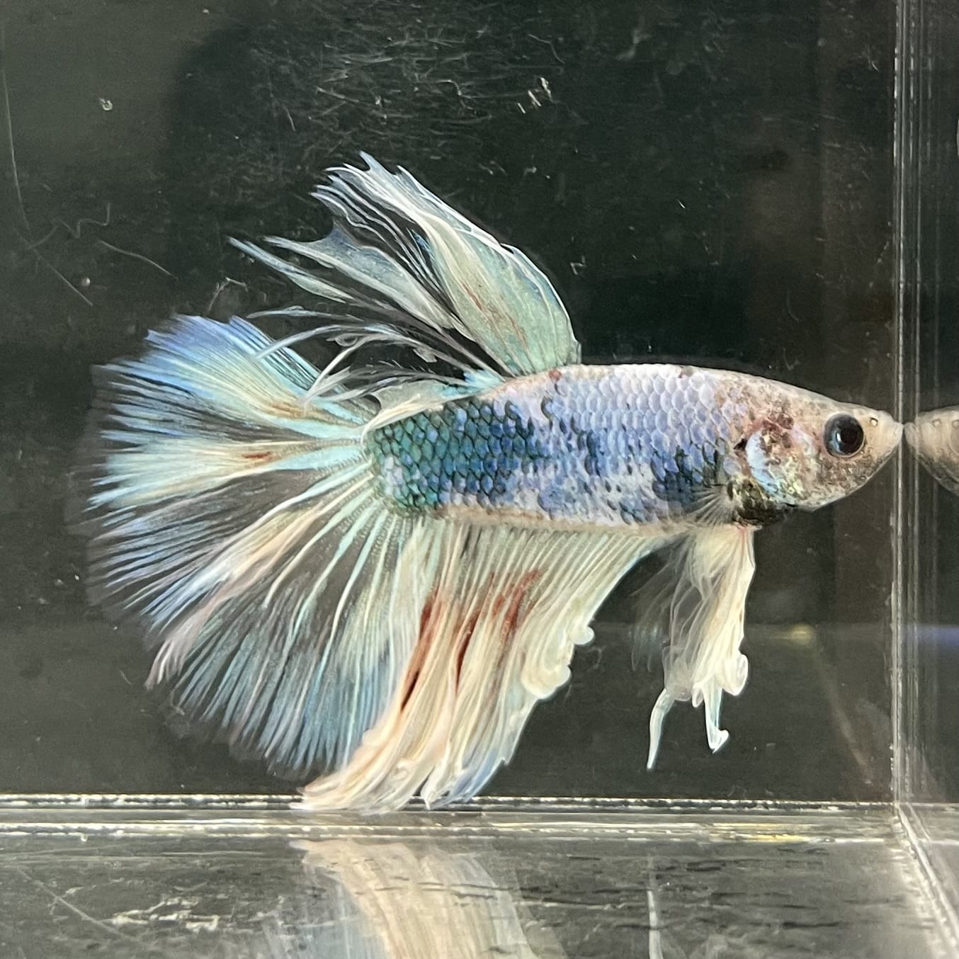 the-fish-farm Male Betta Male Betta - One Only - 1 Choose your favourite Male Betta from The Fish Farm Australia