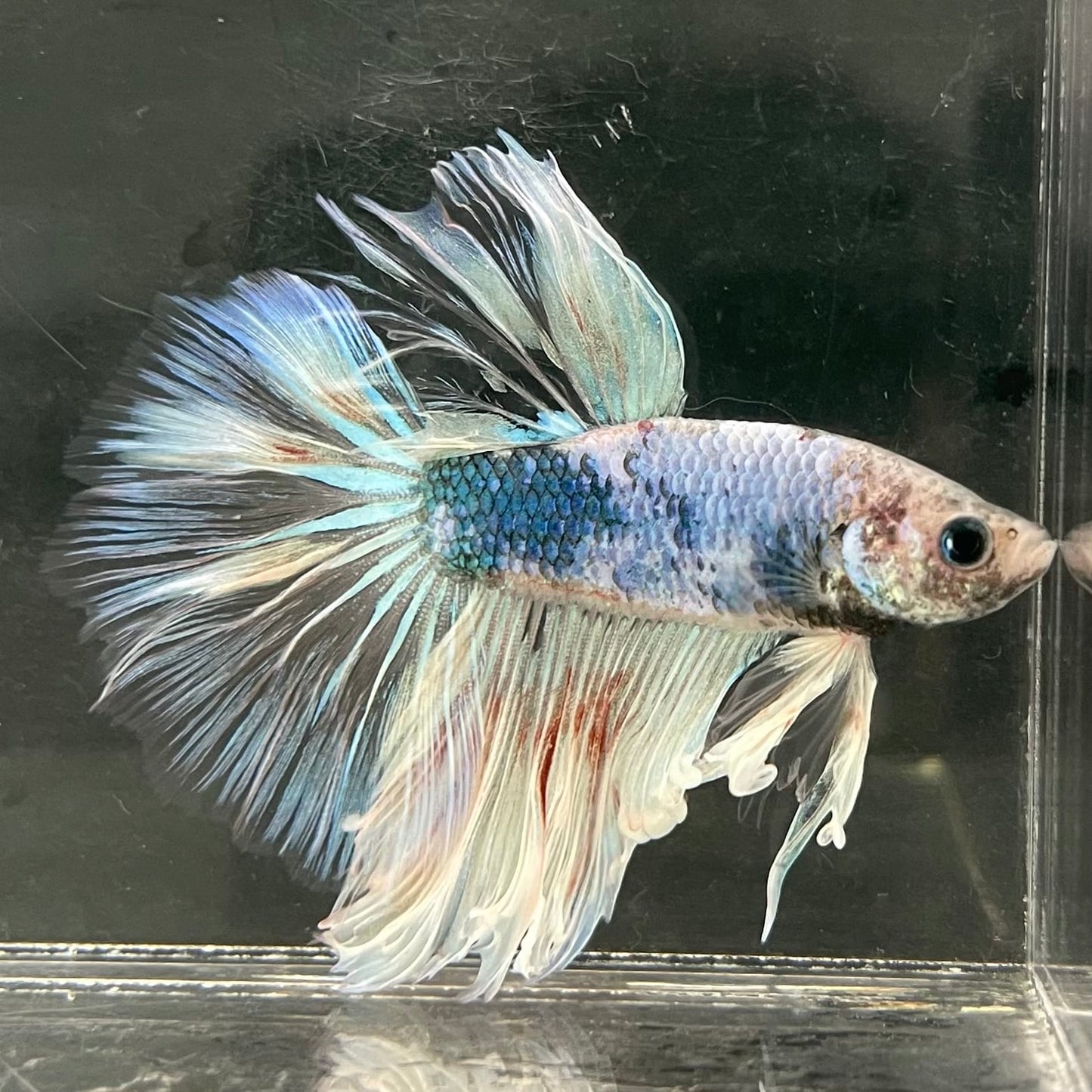 the-fish-farm Male Betta Male Betta - One Only - 1 Choose your favourite Male Betta from The Fish Farm Australia