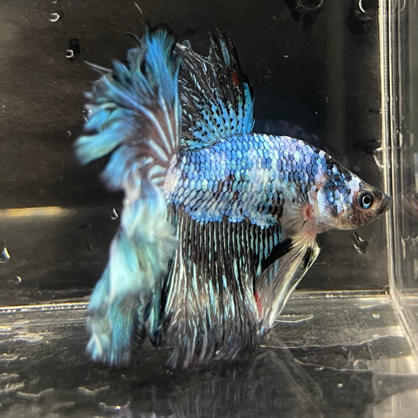 the-fish-farm Male Betta Male Betta - One Only - 1 Choose your favourite Male Betta from The Fish Farm Australia