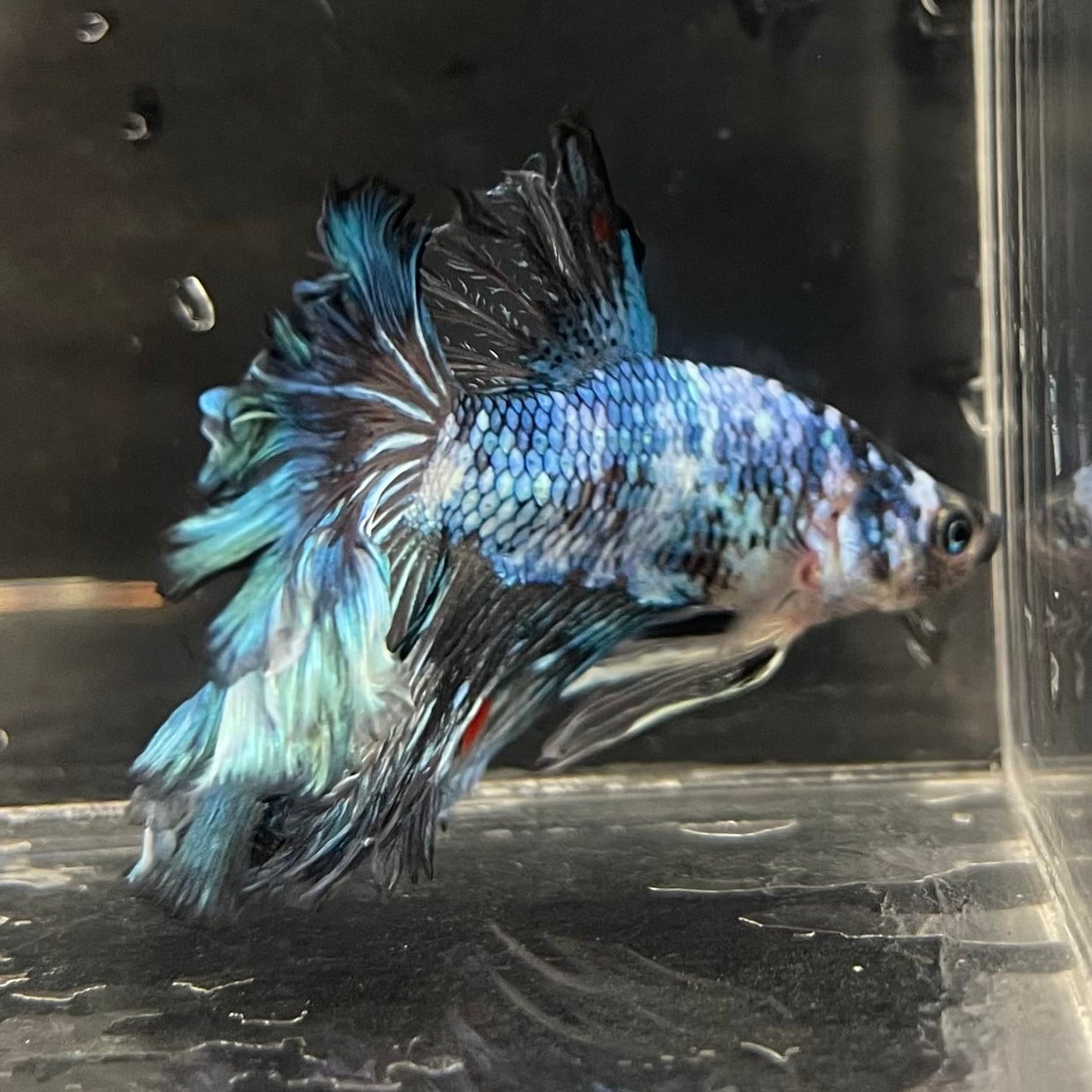 the-fish-farm Male Betta Male Betta - One Only - 1 Choose your favourite Male Betta from The Fish Farm Australia