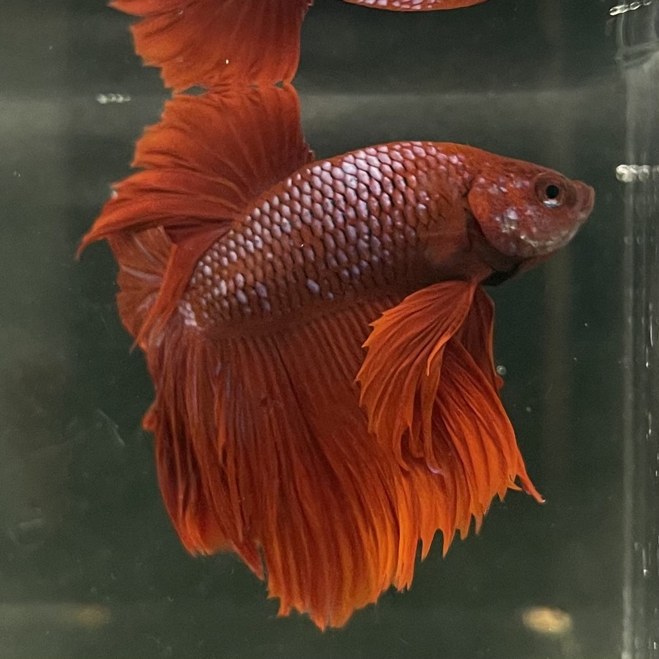 the-fish-farm Male Betta Male Betta - One Only - 1 Choose your favourite Male Betta from The Fish Farm Australia