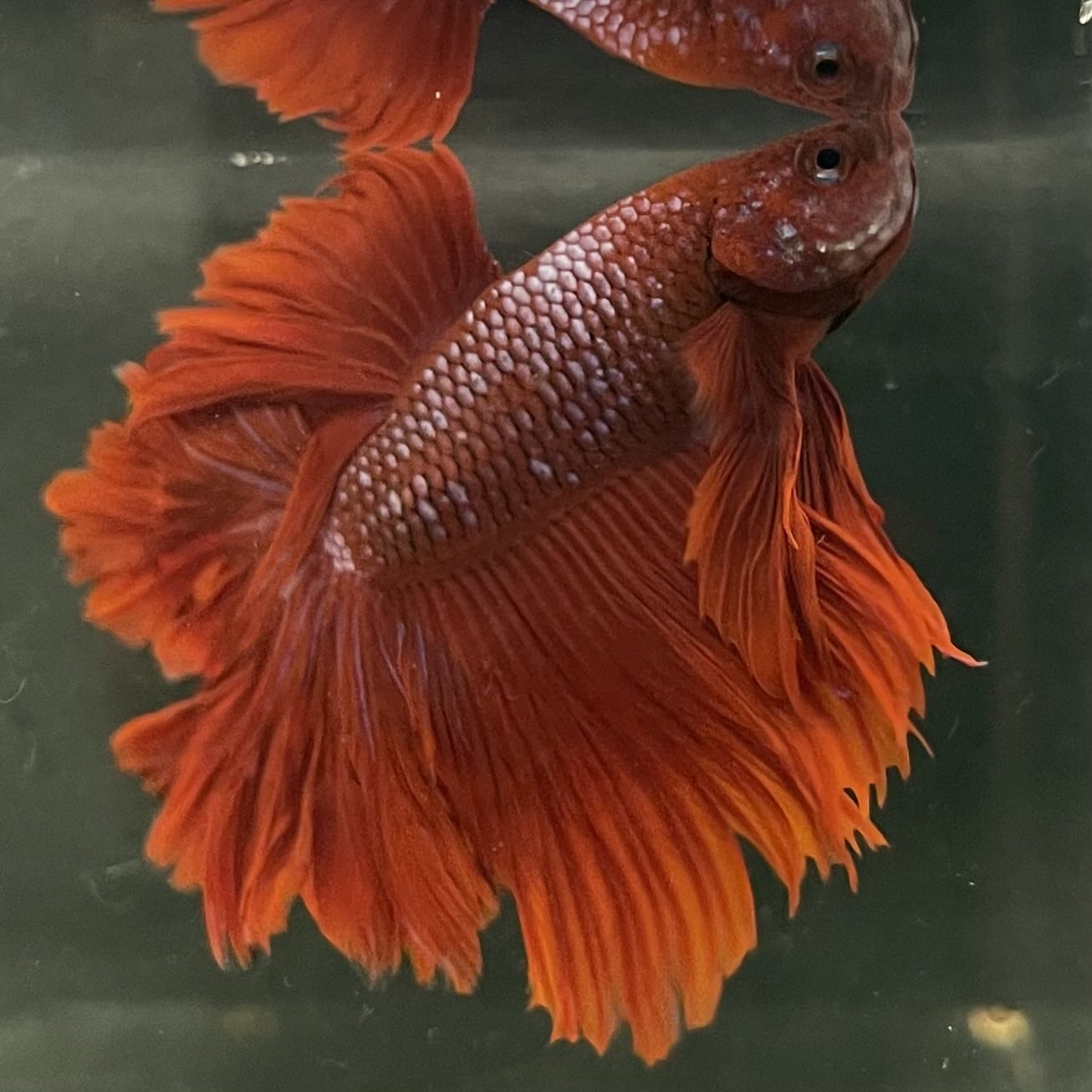 the-fish-farm Male Betta Male Betta - One Only - 1 Choose your favourite Male Betta from The Fish Farm Australia