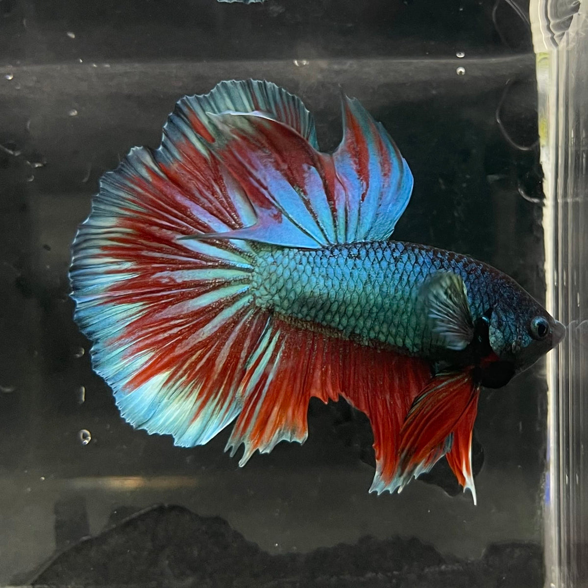 the-fish-farm Male Betta Male Betta - One Only - 1 Choose your favourite Male Betta from The Fish Farm Australia