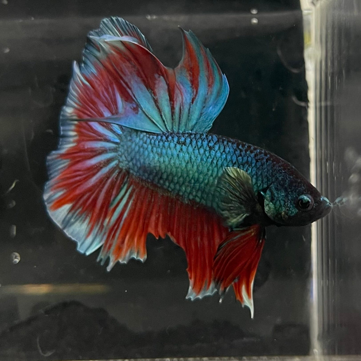 the-fish-farm Male Betta Male Betta - One Only - 1 Choose your favourite Male Betta from The Fish Farm Australia