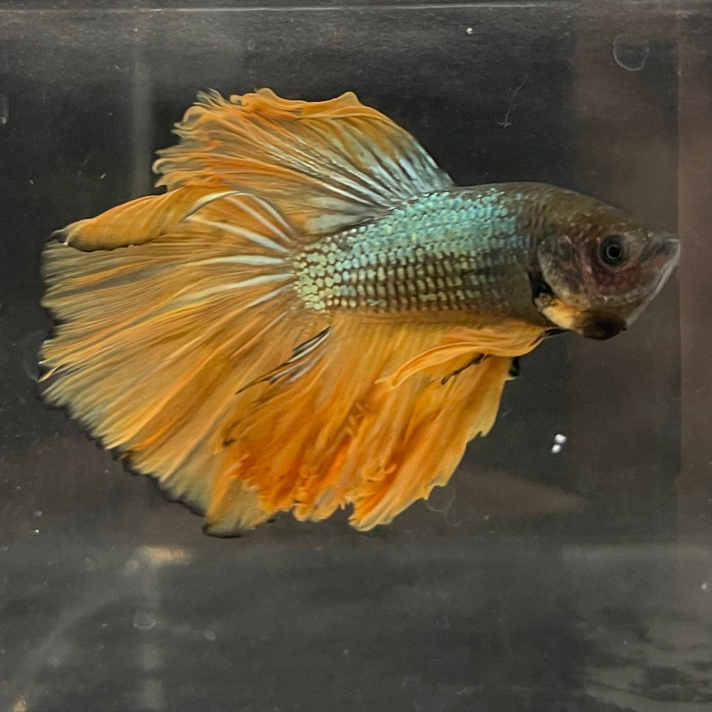 the-fish-farm Male Betta Male Betta - One Only - 10 Choose your favourite Male Betta from The Fish Farm Australia