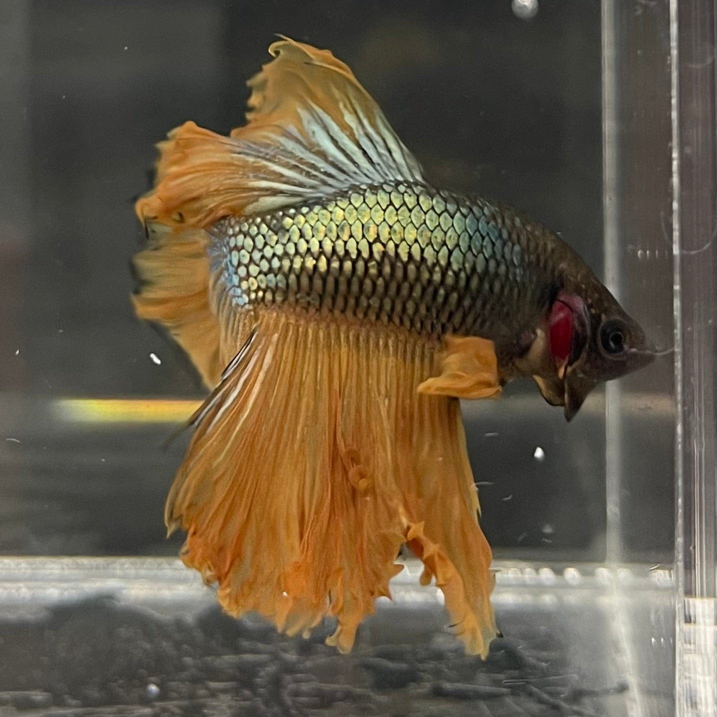 the-fish-farm Male Betta Male Betta - One Only - 10 Choose your favourite Male Betta from The Fish Farm Australia