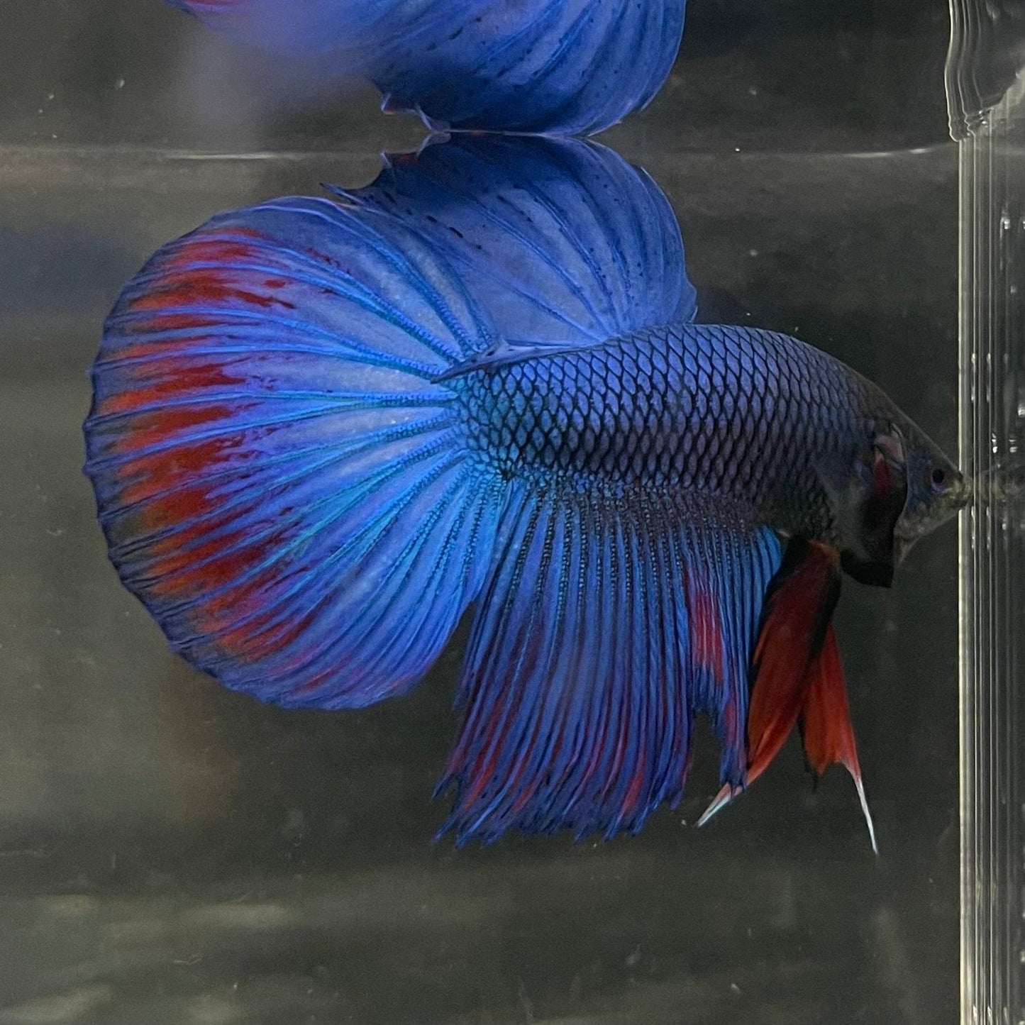 the-fish-farm Male Betta Male Betta - One Only - 10 Choose your favourite Male Betta from The Fish Farm Australia