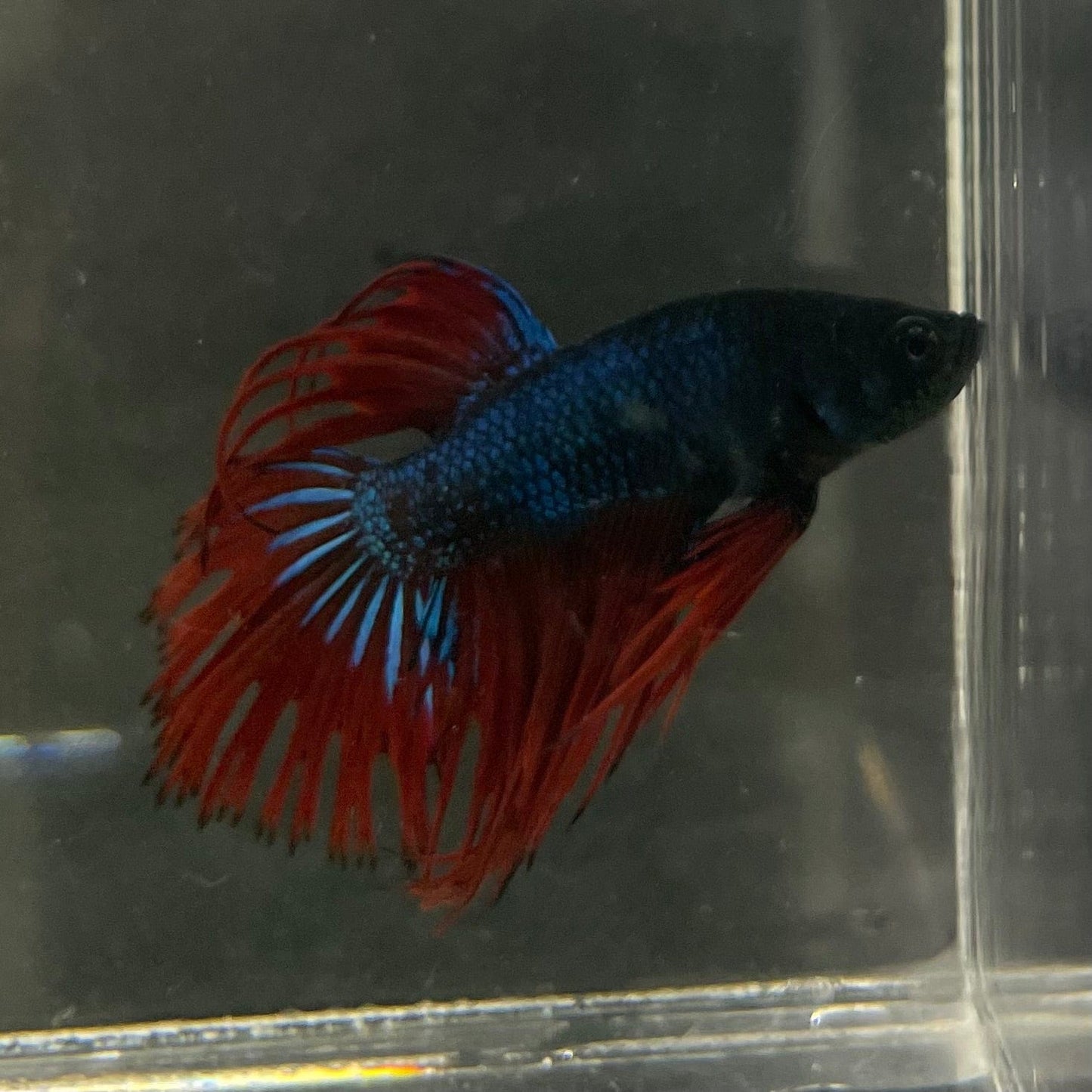 the-fish-farm Male Betta Male Betta - One Only - 10 Choose your favourite Male Betta from The Fish Farm Australia